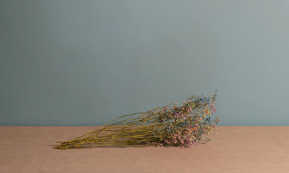 GYPSOPHILA SECCA