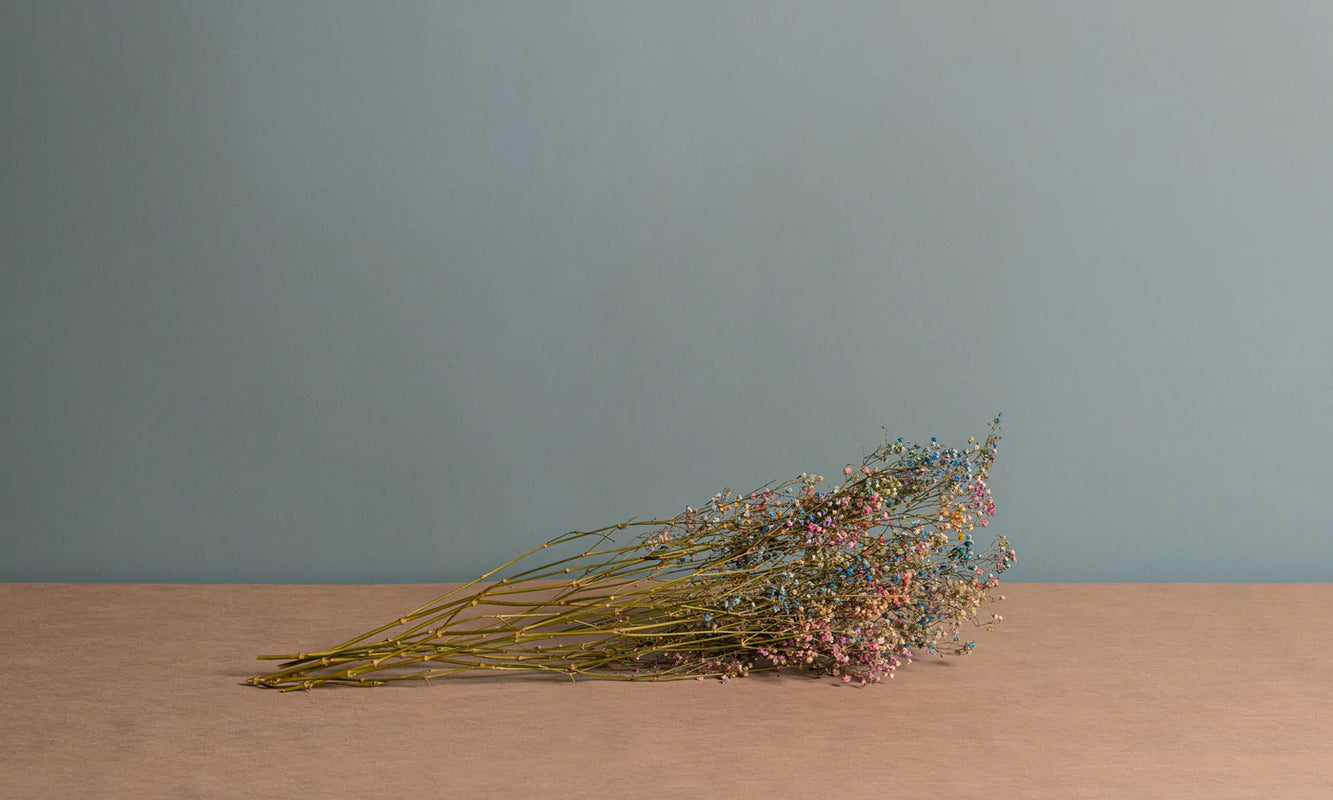 GYPSOPHILA SECCA