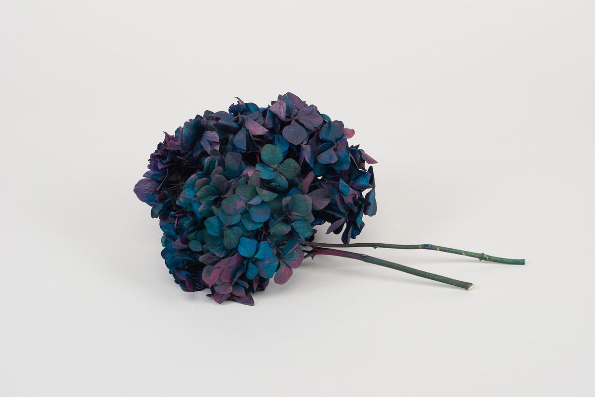 Fiori stabilizzati di qualità, in vendita su Meeo Shop online