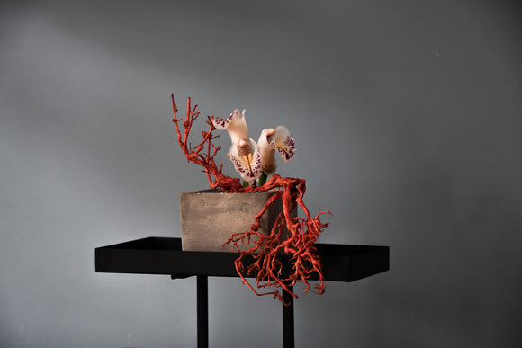 Livia Selli, un viaggio nell'estetica contemporanea e il minimalismo ecosostenibile