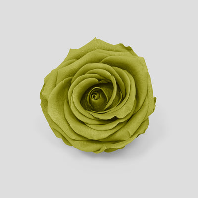 Rosa Matcha | Collection Box da 10