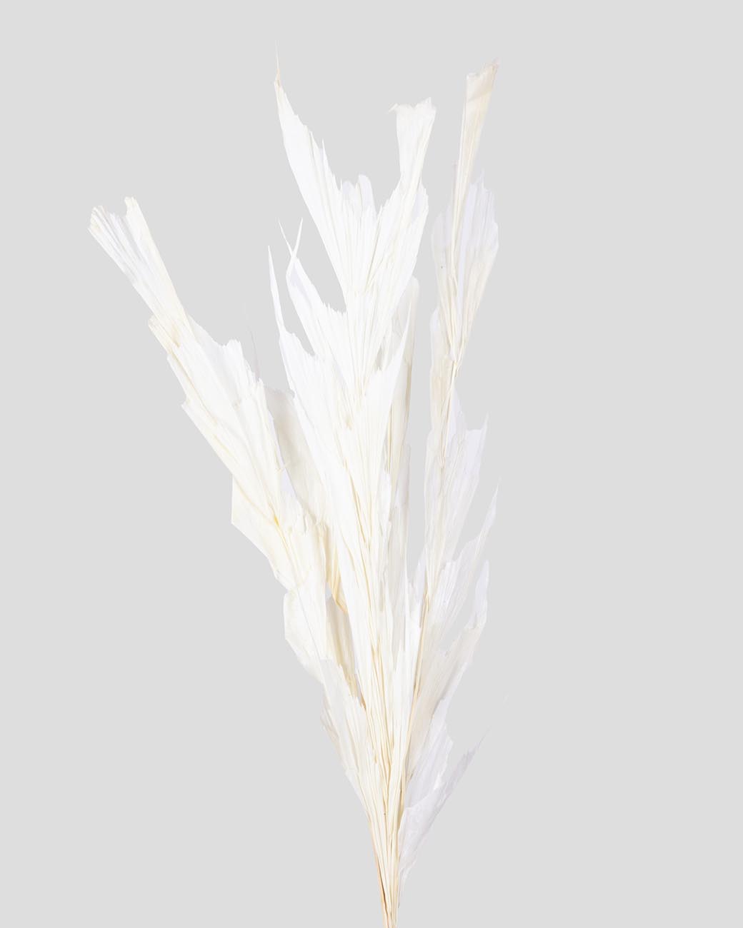 Fish Tail | White