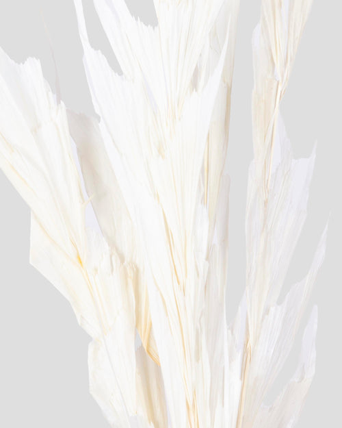 Fish Tail | White