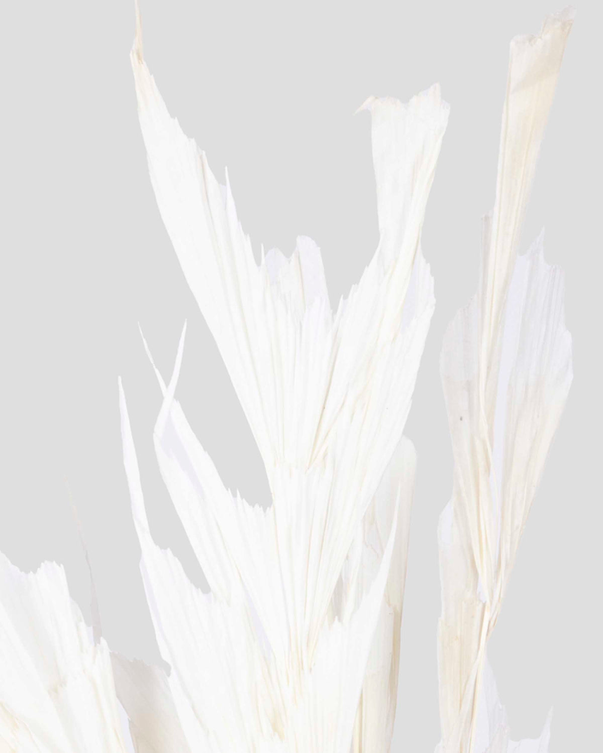 Fish Tail | White