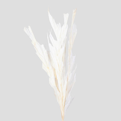 Fish Tail | White