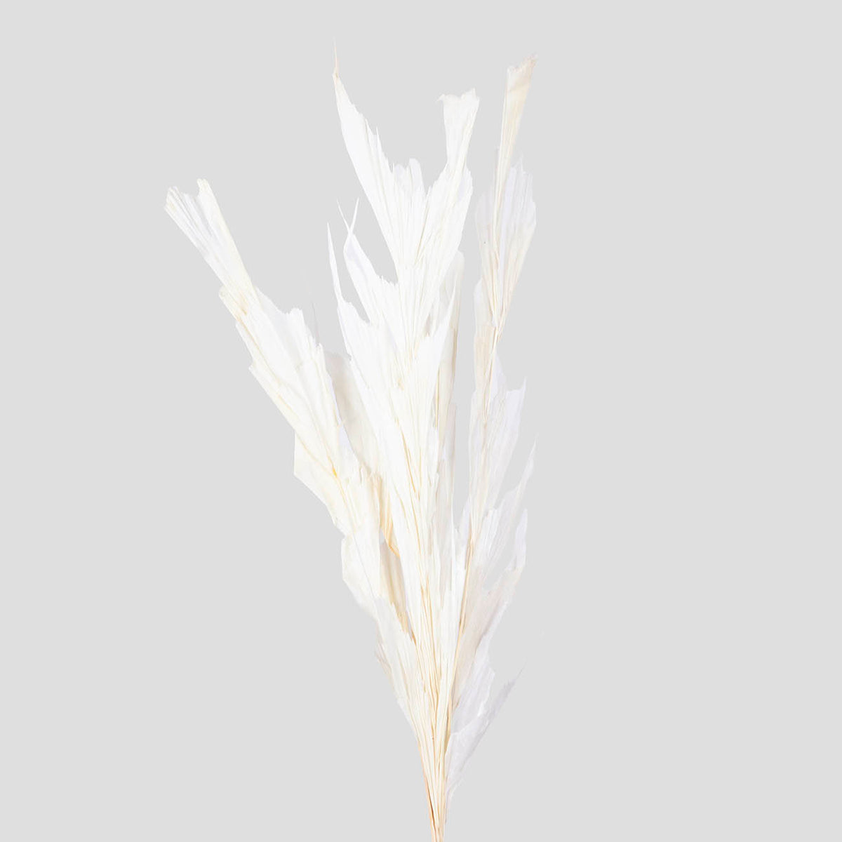 Fish Tail | White