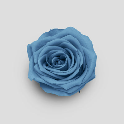 Rosa Dusty Blue | Collection Box da 10