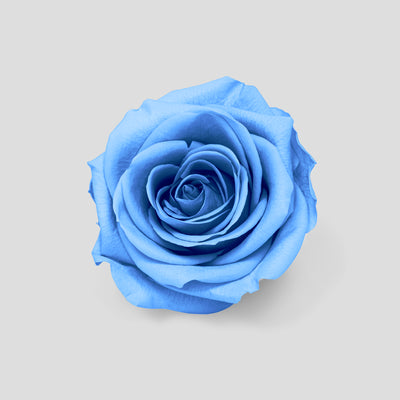 Rosa Sky Blue | Collection Box da 10