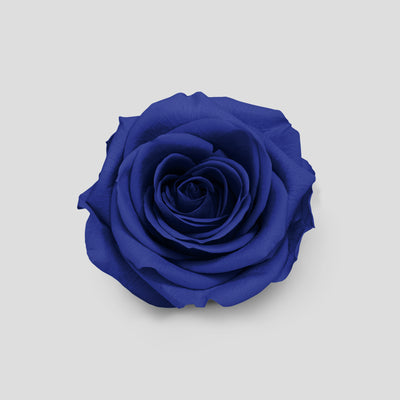 Rosa Royal Blue | Collection Box da 10