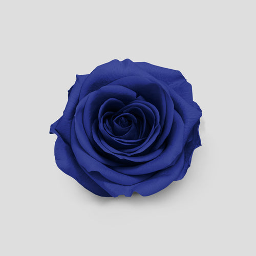 Rosa Royal Blue | Collection Box da 10