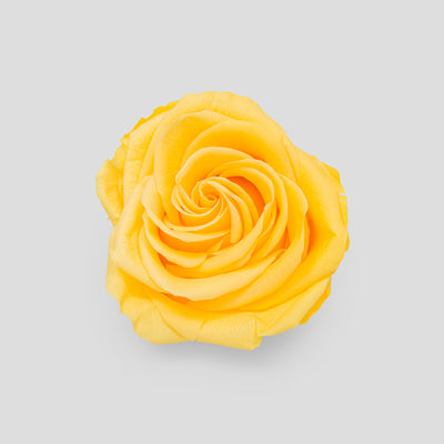Rosa Golden Yellow | Collection Box da 10