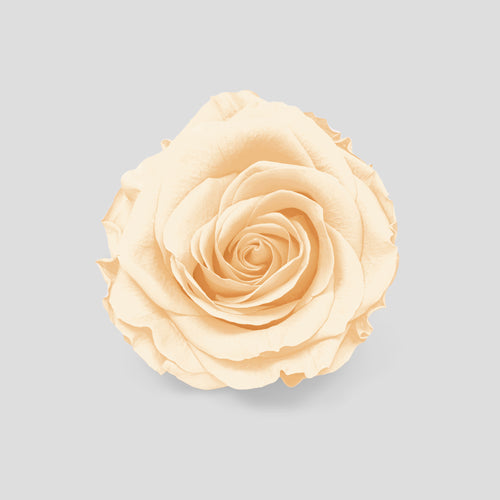 Rosa Butter | Collection Box da 10