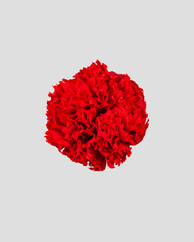 Garofano- 8 fiori | Red