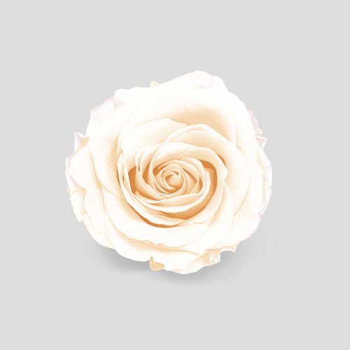 Rosa White | Collection Box da 10