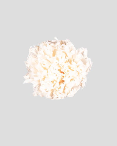Garofano- 8 fiori | White