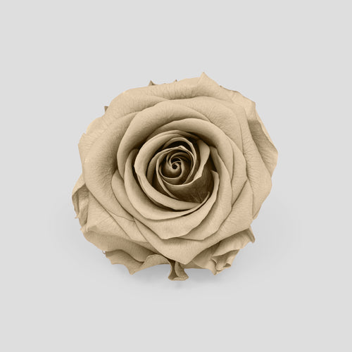 Rosa Sand | Collection Box da 10