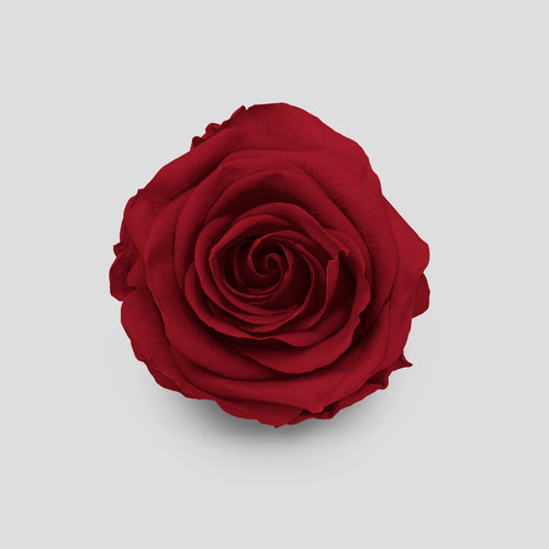 Rosa Rusty Red | Collection Box da 10