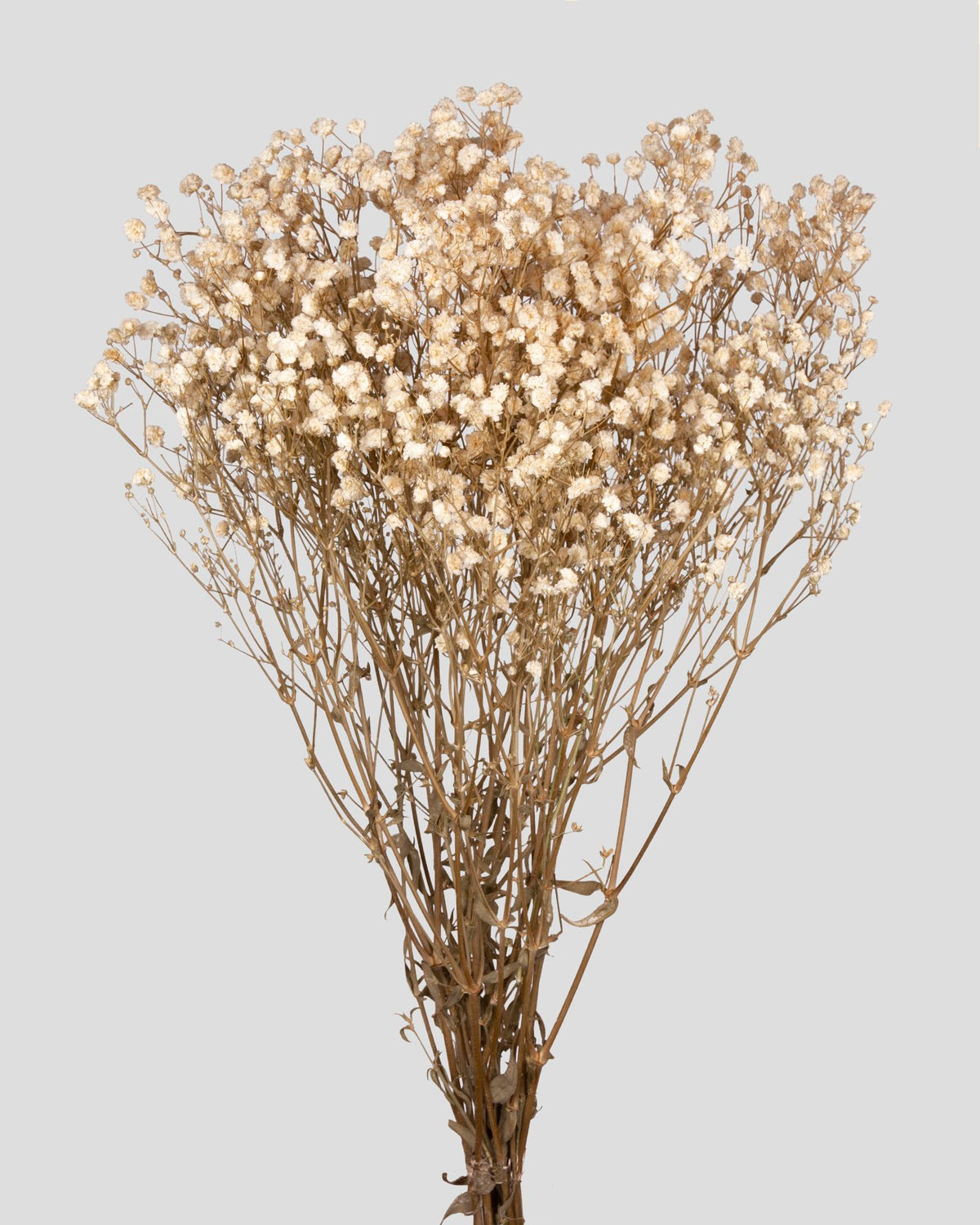 Gypsophila