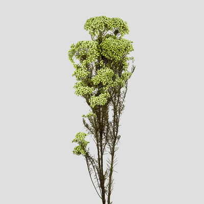 Helichrysum B2B - Pronta Consegna