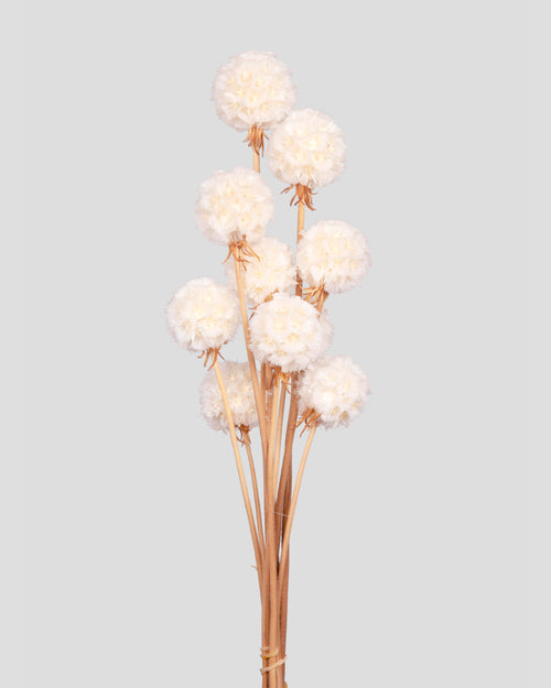 Scabiosa Stellata | White