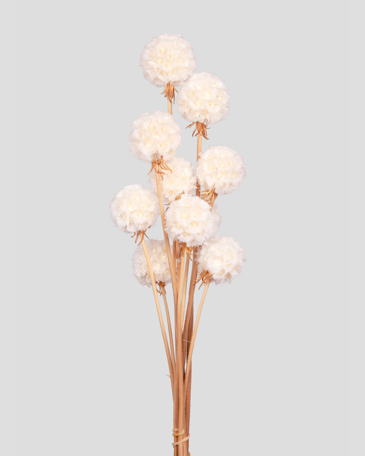 Scabiosa Stellata - 10 seli | White