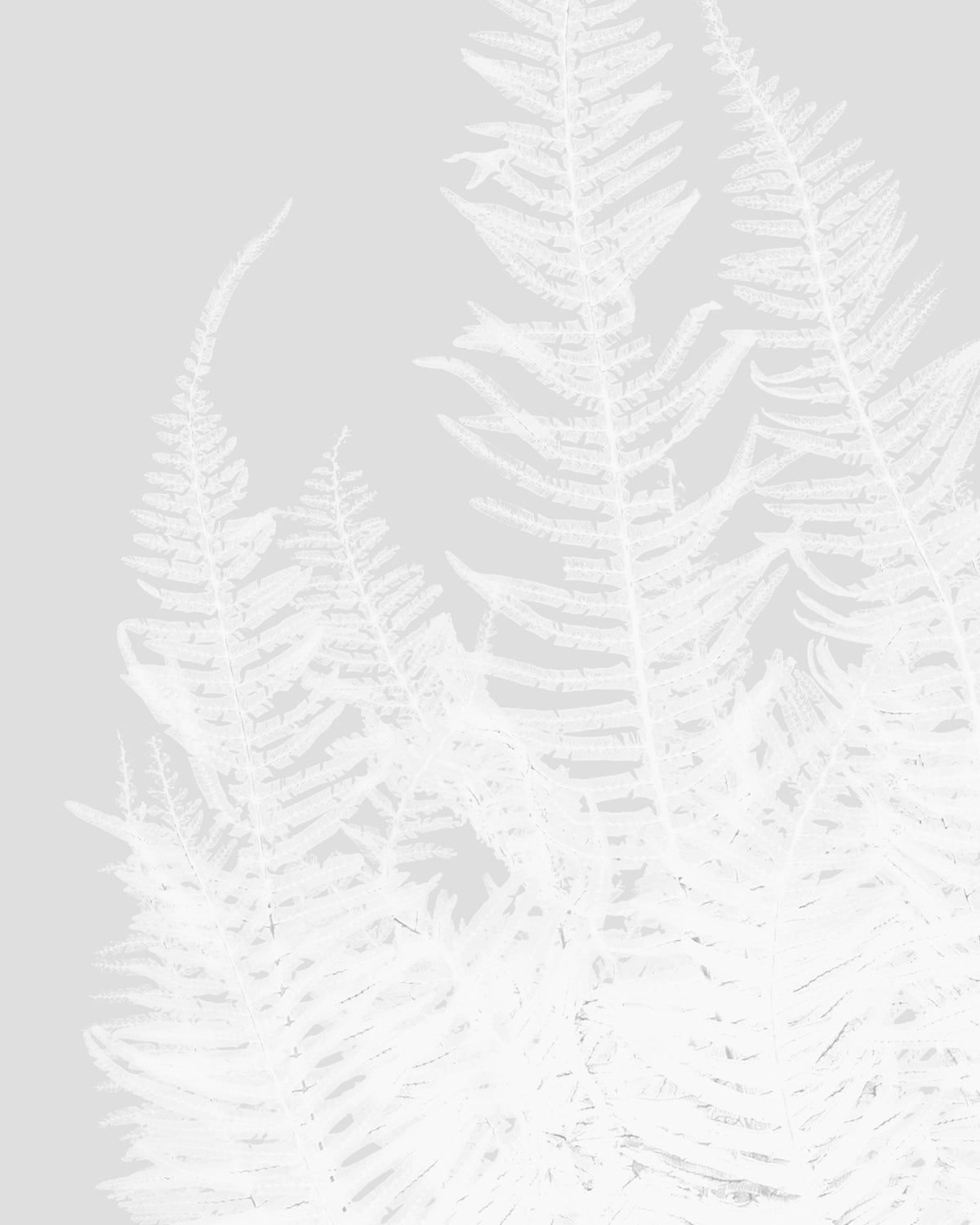 Felce di Montagna | White