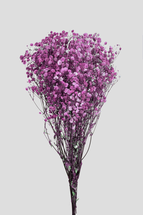 Gypsophila | Purple