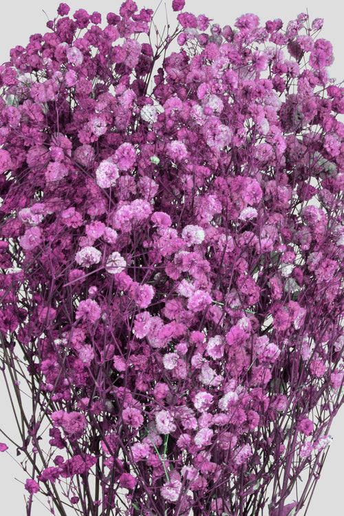 Gypsophila | Purple