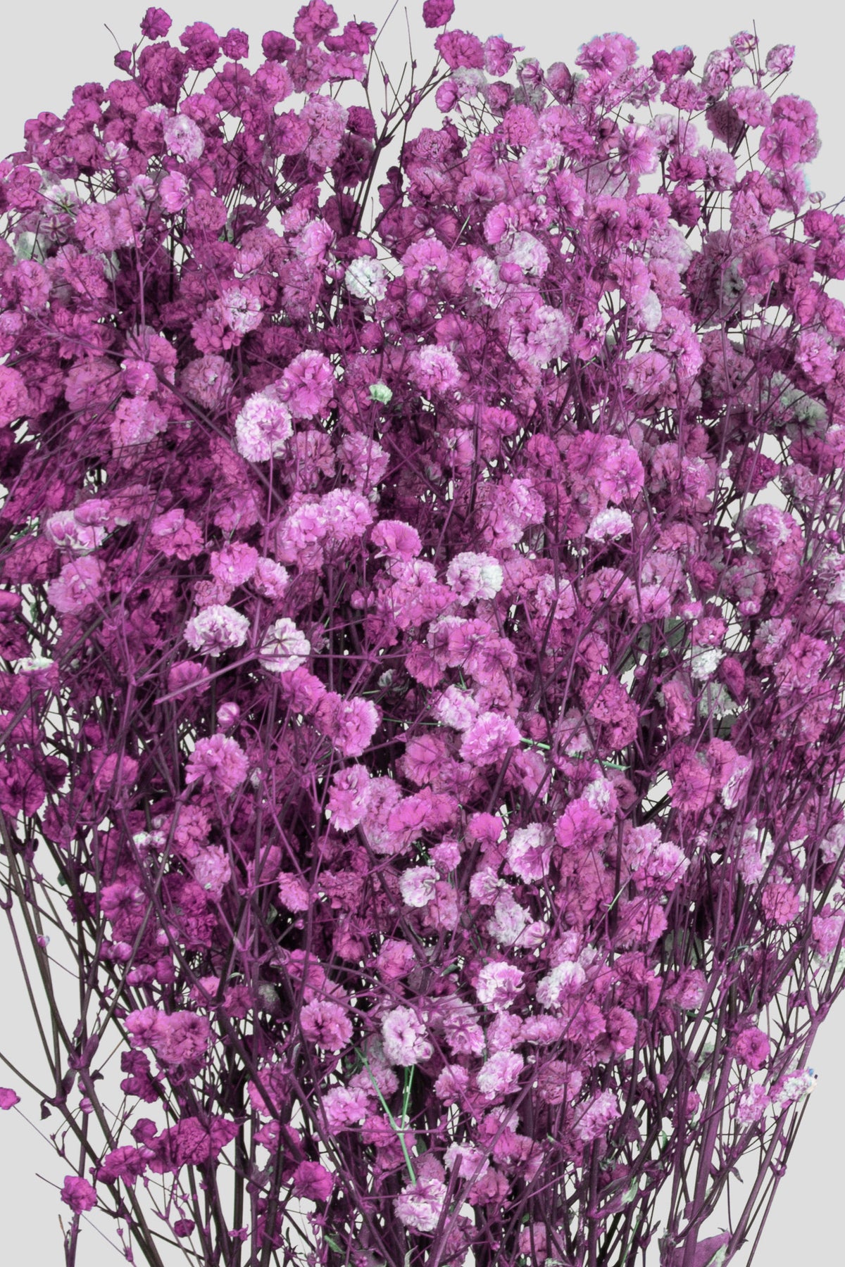 Gypsophila | Purple