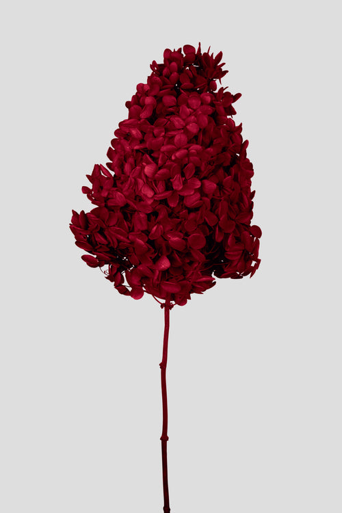Ortensia Peegee | Red