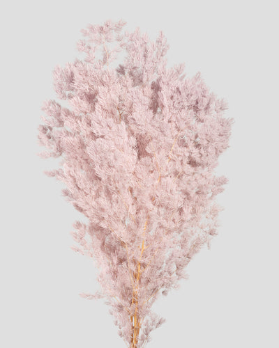 Ming Fern | Sakura