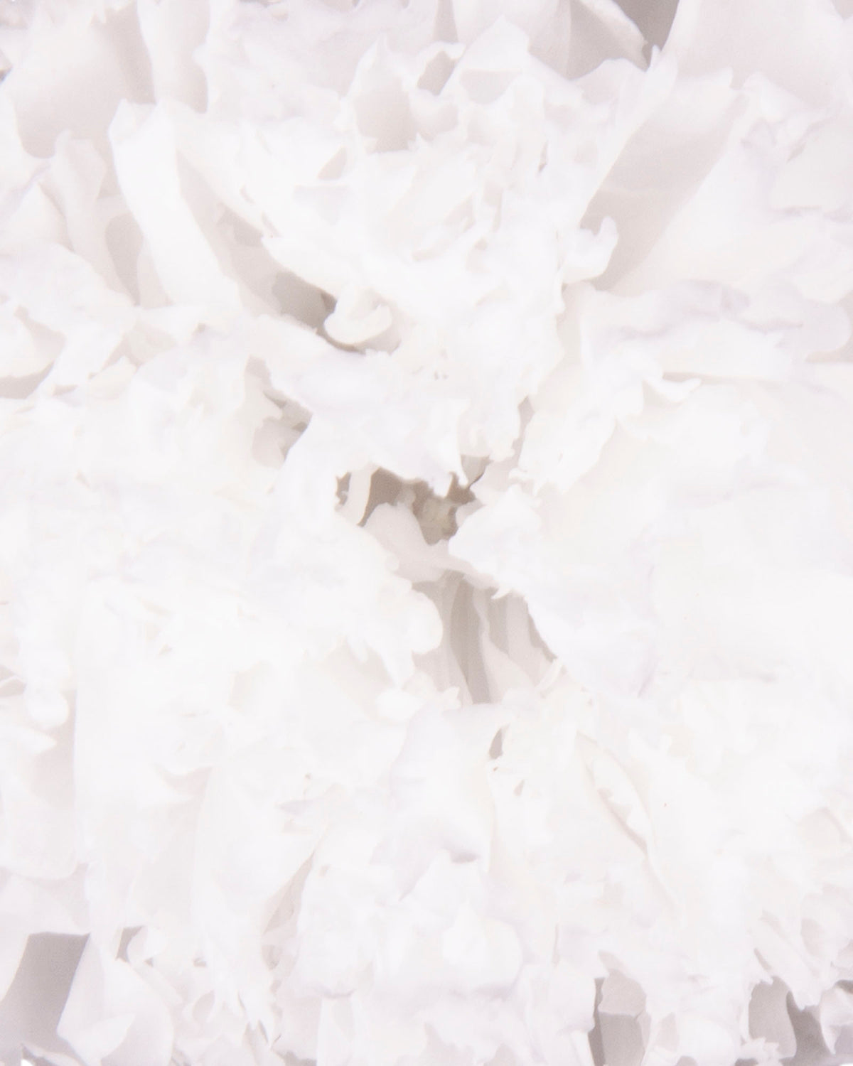 Garofano- 8 fiori | White