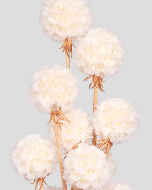 Scabiosa Stellata | White