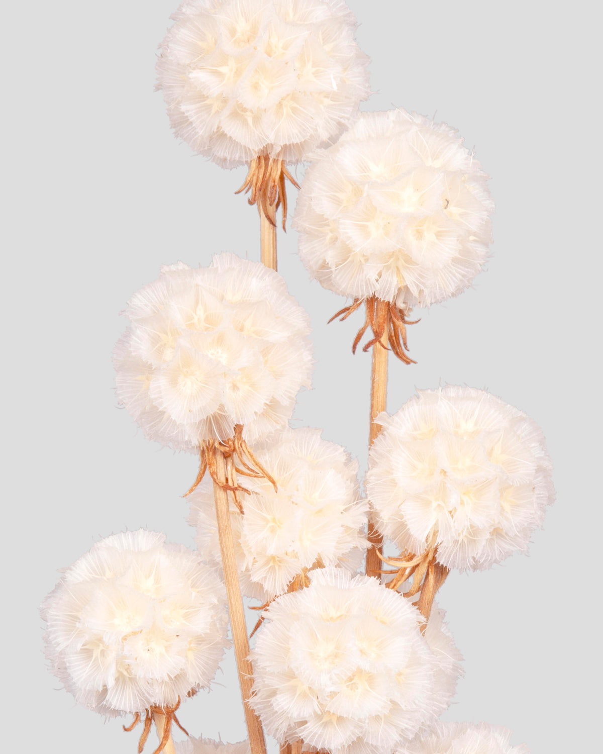 Scabiosa Stellata - 10 seli | White