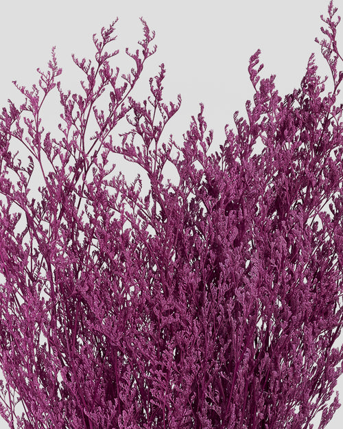 Limonium |  Grape