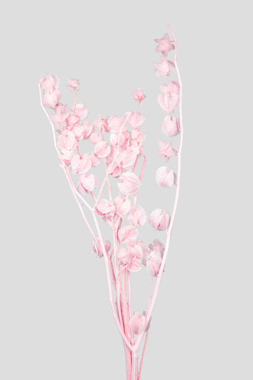 Physalis | Pale Pink