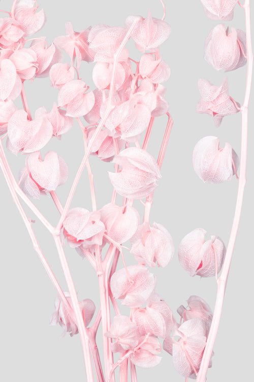 Physalis | Pale Pink