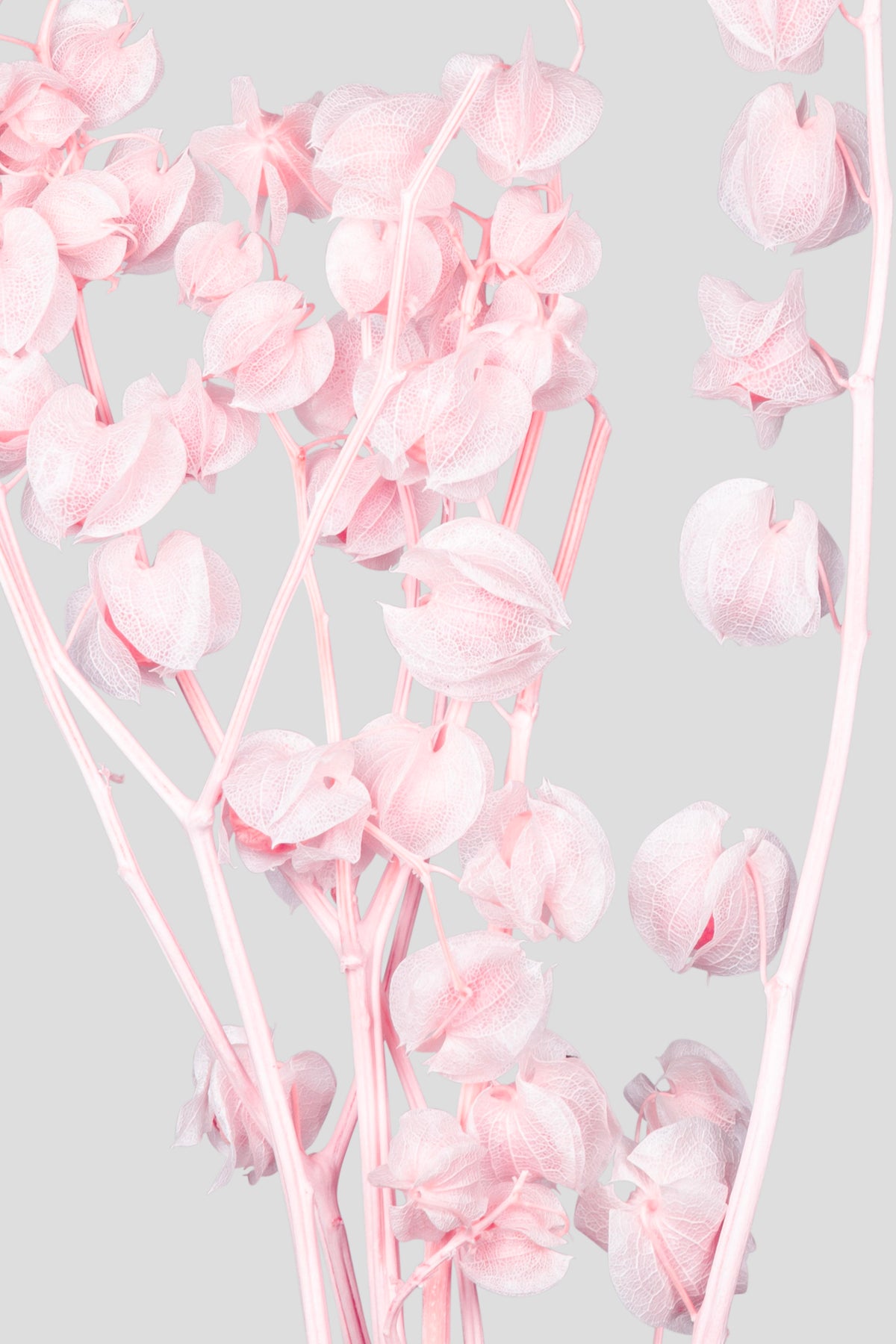 Physalis | Pale Pink