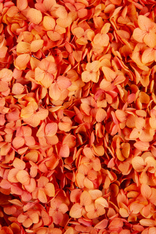 Ortensia Annabelle | Summer Gradient