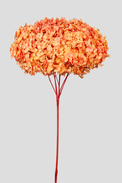 Ortensia Annabelle | Summer Gradient