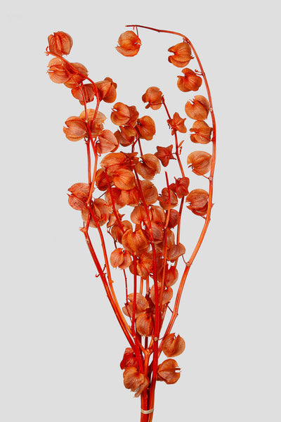 Physalis | Orange