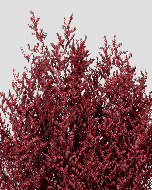 Limonium |  Burgundy