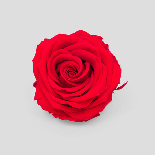 Rosa Red | Collection Box da 10