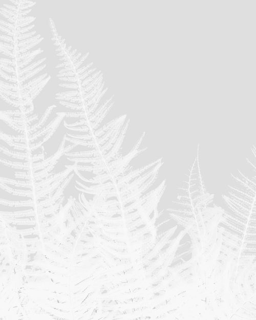 Felce di Montagna | White