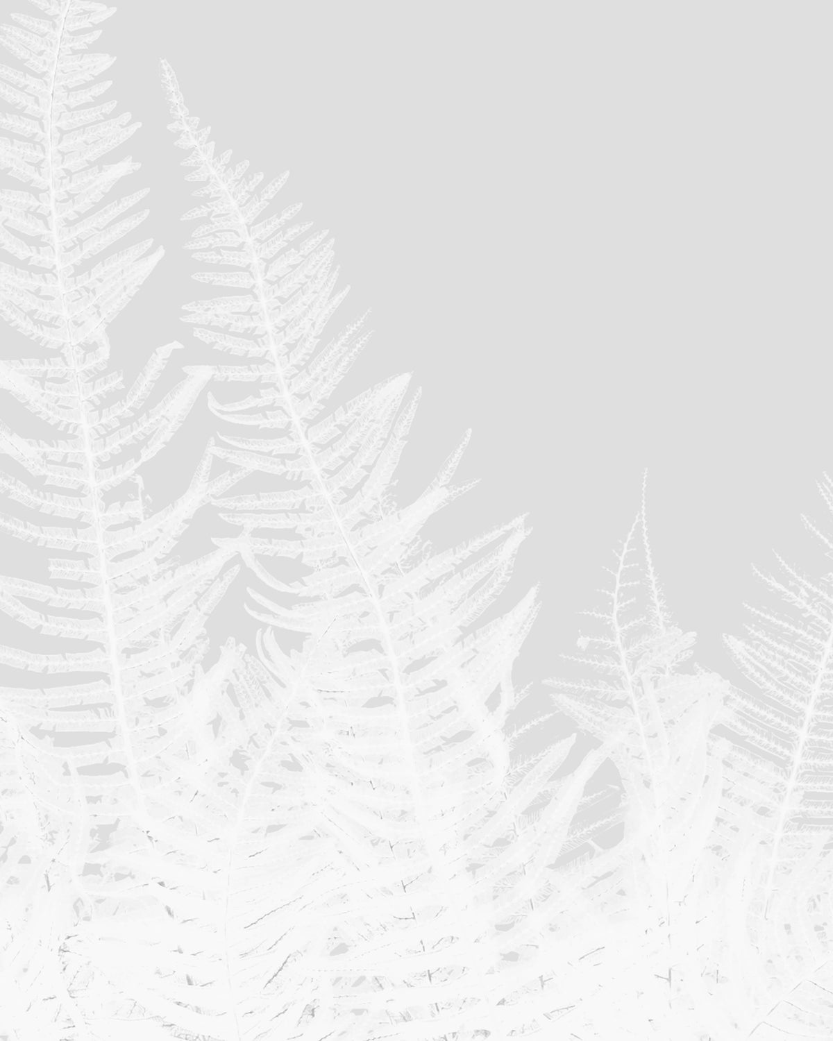 Felce di Montagna | White
