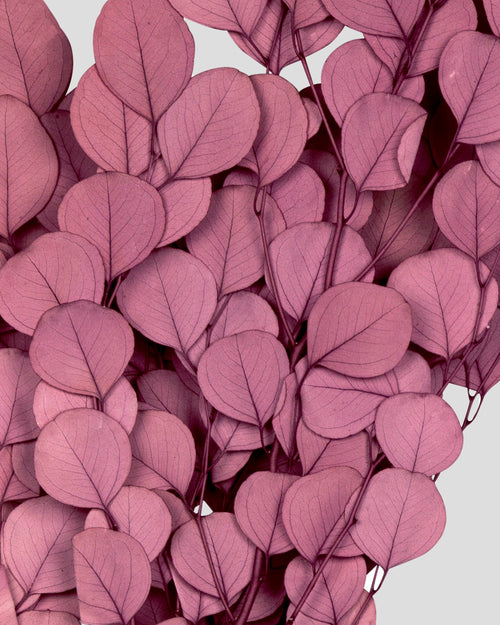 Eucalipto Populus | Mauve