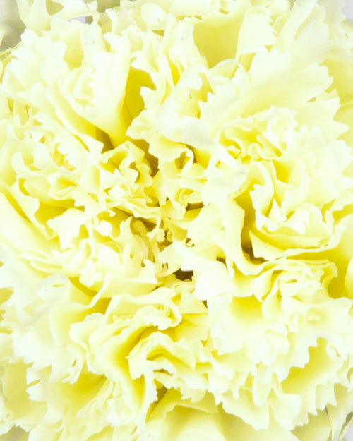 Garofano- 8 fiori | Lime