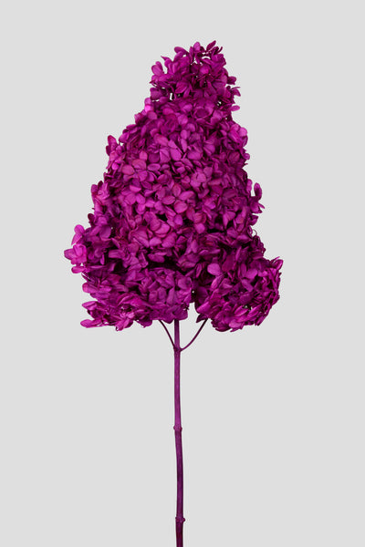 Ortensia Peegee | Fuchsia