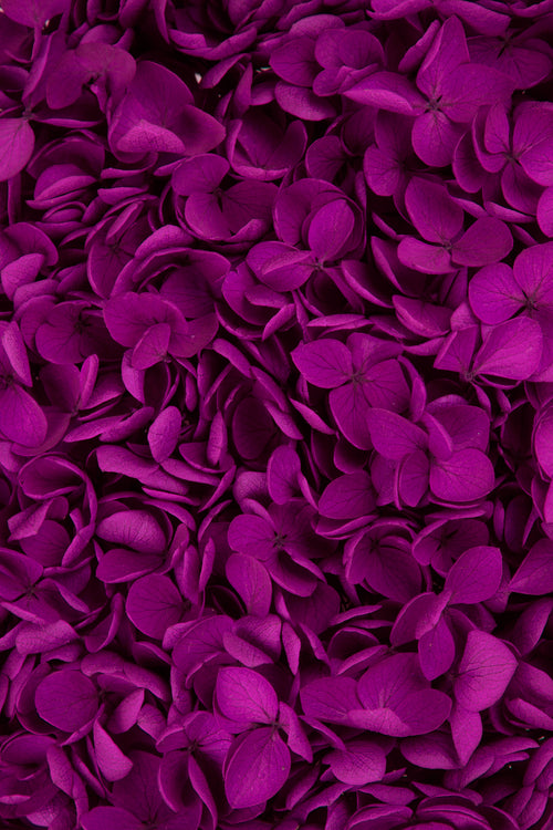 Ortensia Peegee | Fuchsia