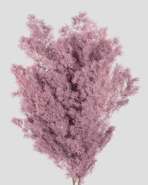 Ming Fern | Mauve